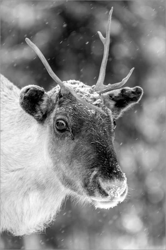 Plakat Reindeer in the blowing snow
