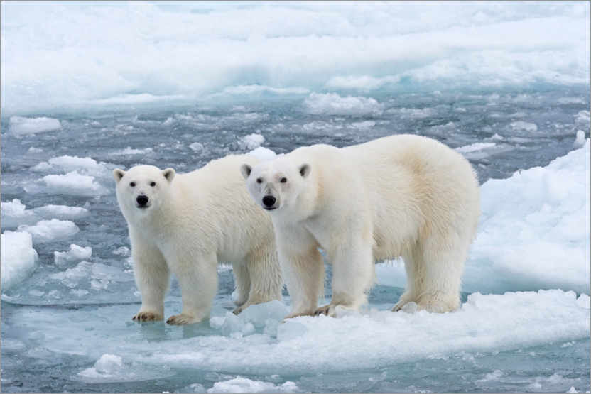 Plakat Polar bears