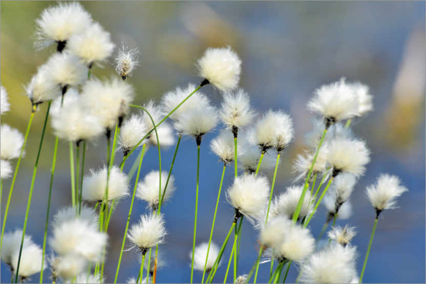 Juliste Blooming Scheidiges Cottongrass