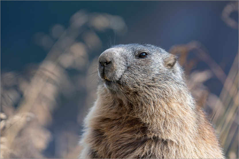 Poster Alpine marmot