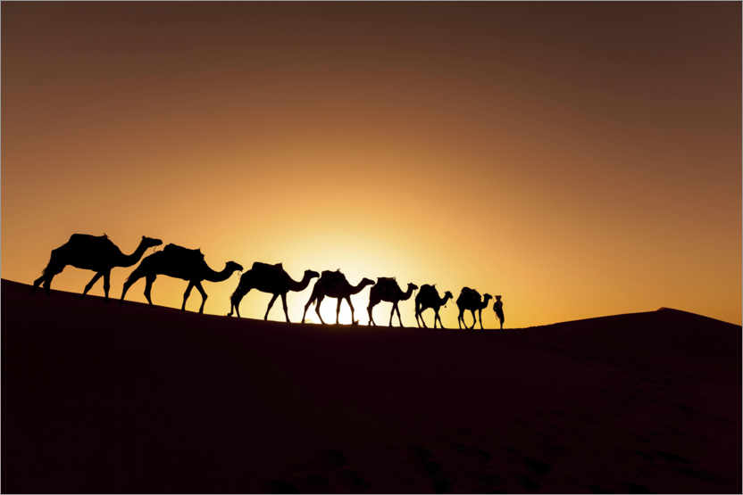 Póster Caminata en camello en el desierto