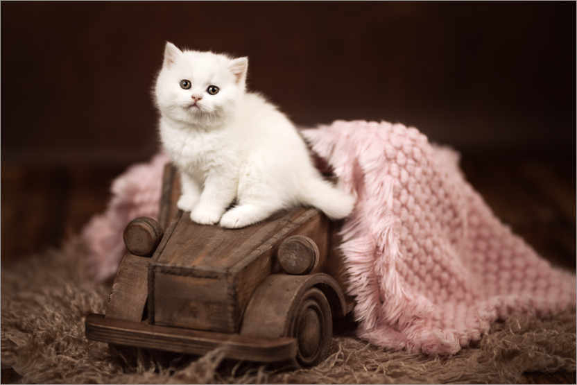 Juliste Kitten on a wooden car