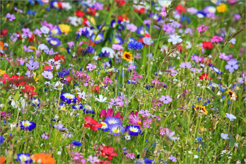 Poster Colorful flower meadow