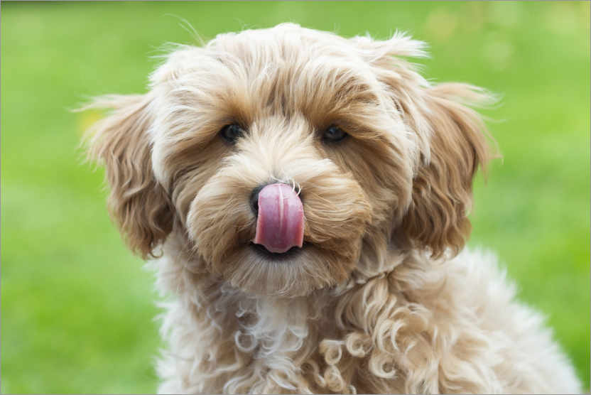 Poster Puppy with tongue out