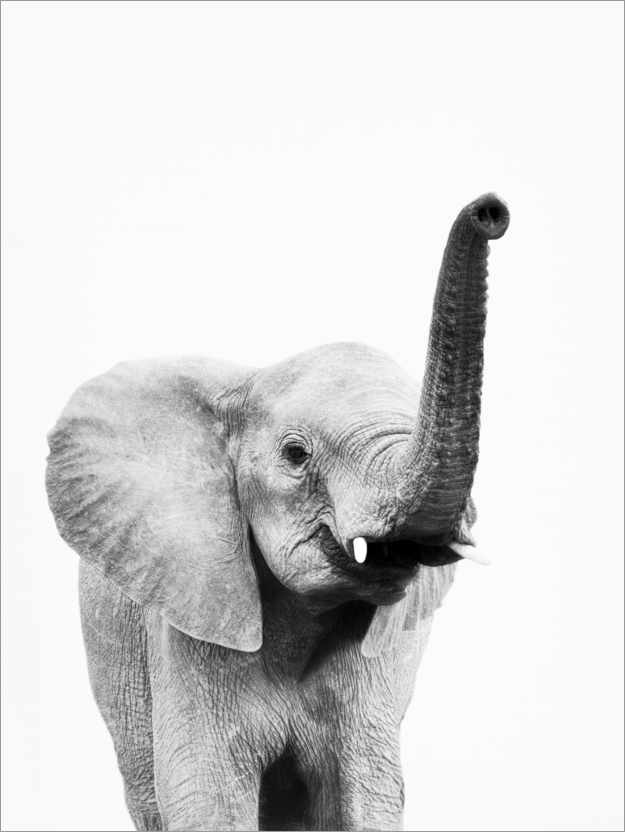 Plakat Vinkende elefant