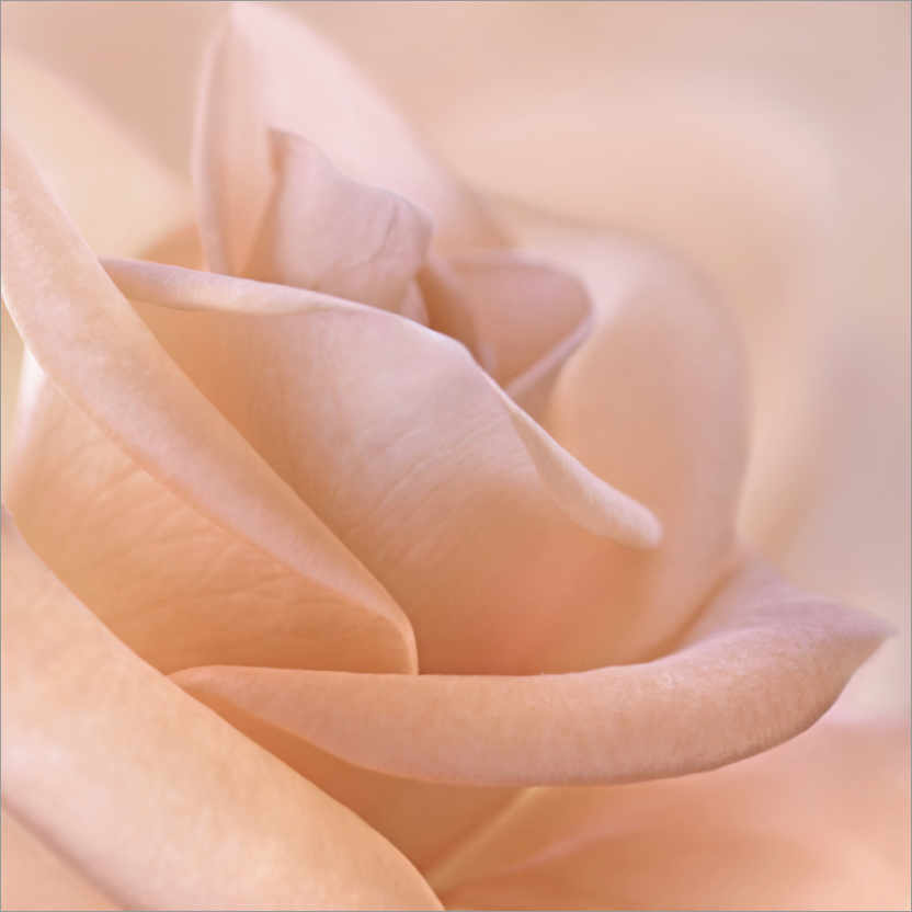 Poster Rosa delicata