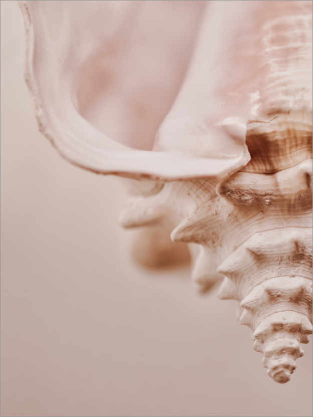 Poster Pink seashell