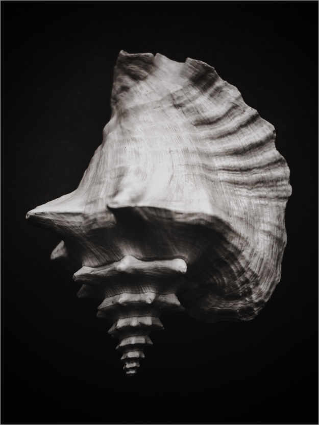 Póster Black shell II