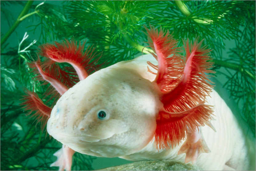 Poster Albino axolotl