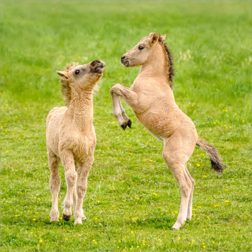 Poster Two foals are playing with each other