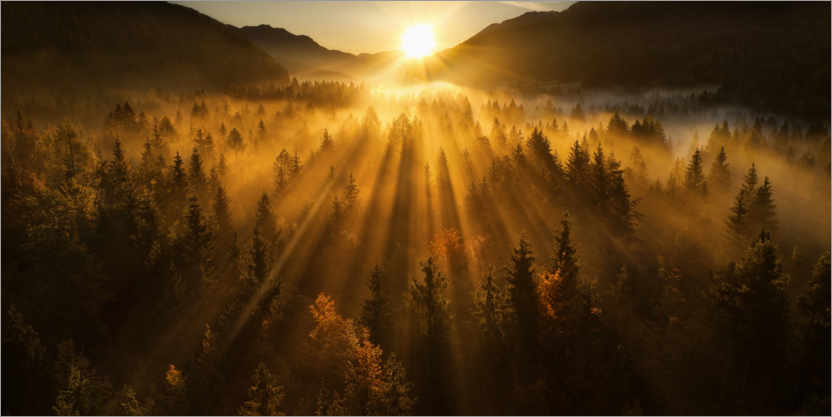 Póster Vista aérea de un bosque de otoño
