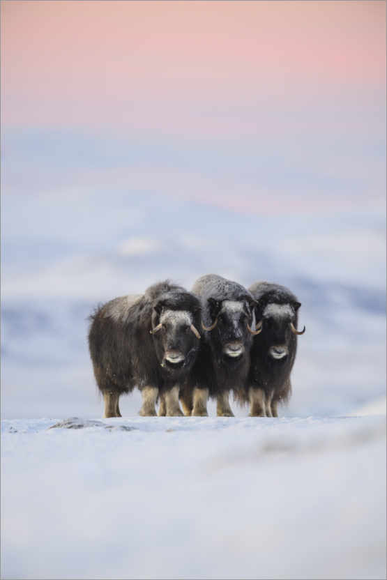 Póster Musk ox in the snow