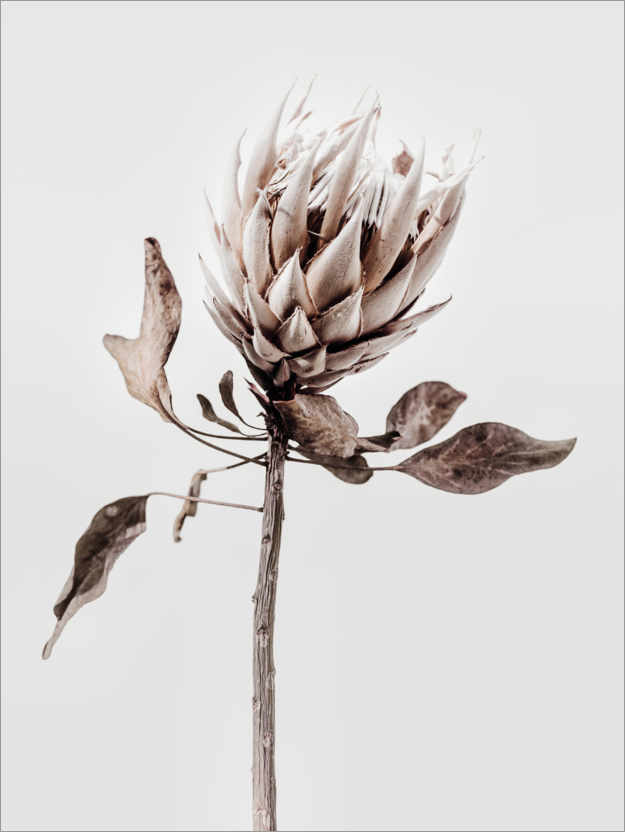 Poster Protea flower II