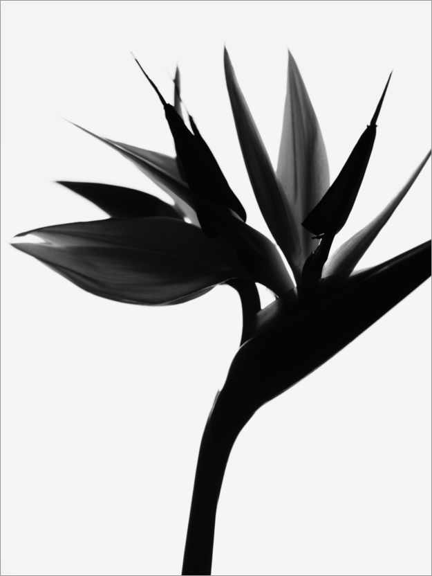 Poster Oiseau de paradis noir II