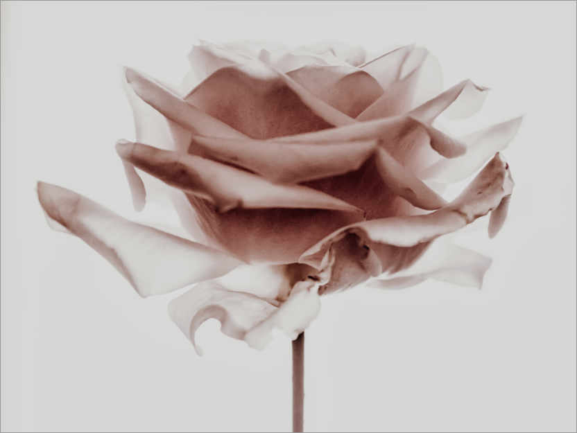Poster Rose love III