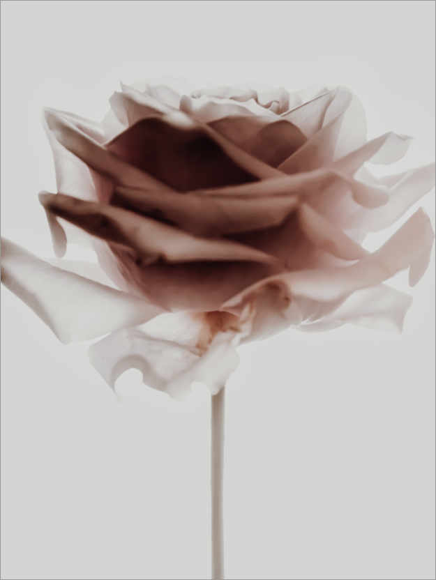 Poster Rose aime je