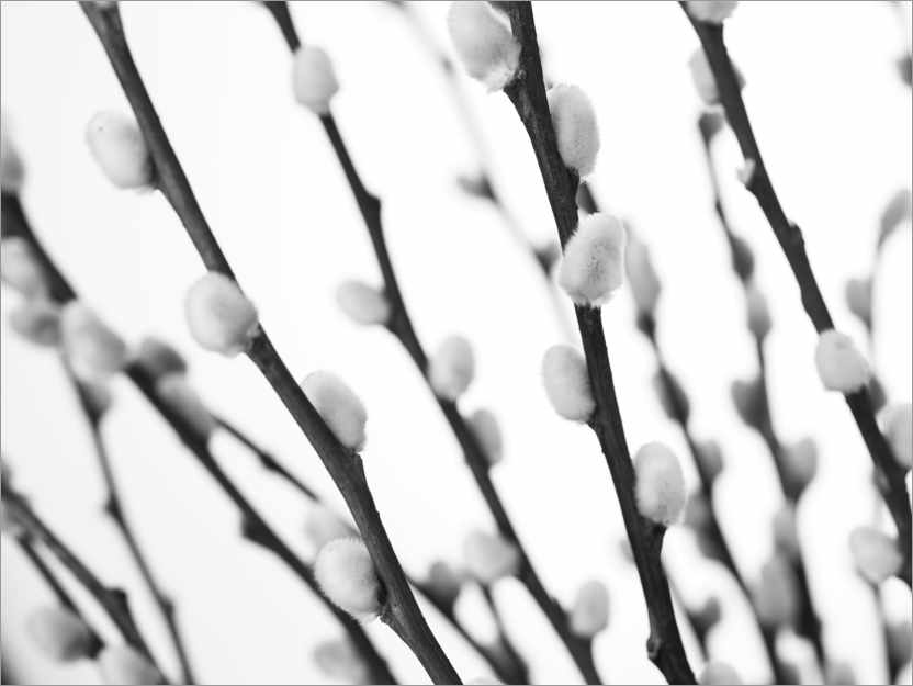 Poster Pussy willow