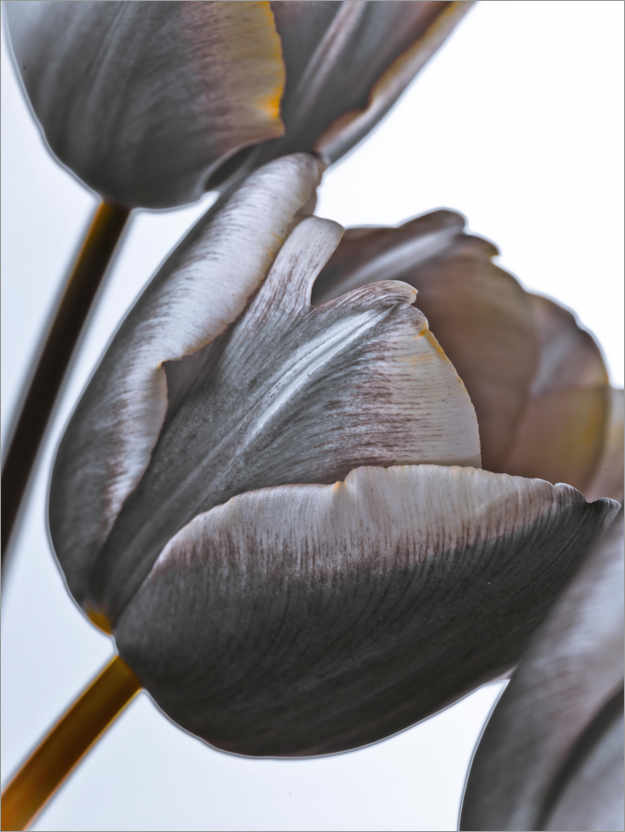 Póster Tulipanes modernos