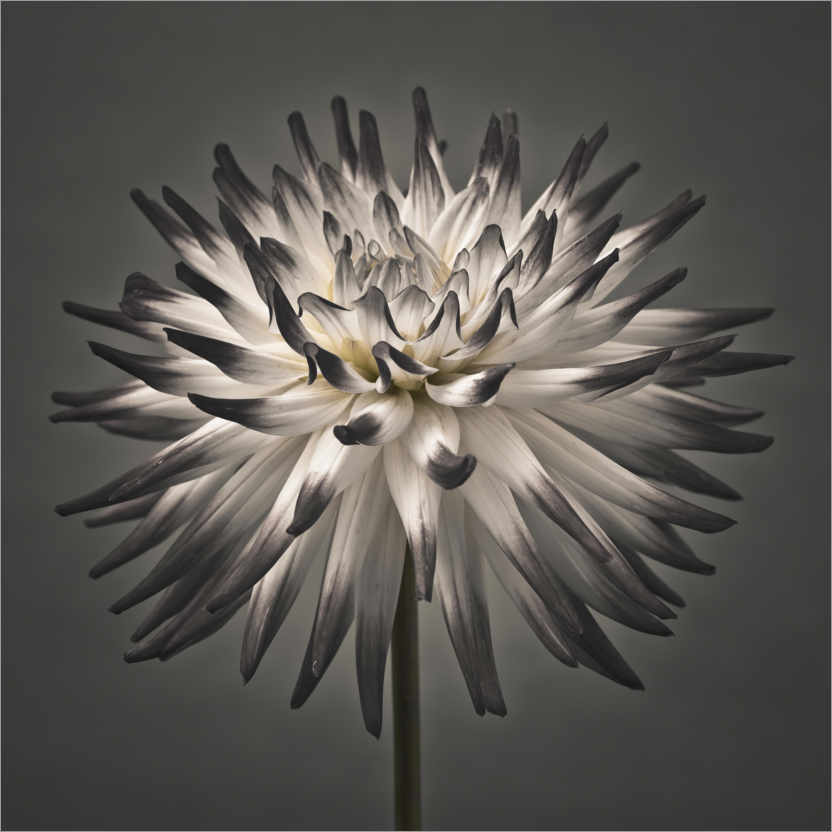 Poster A modern dahlia flower