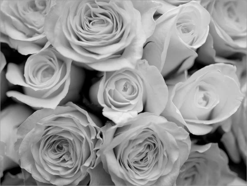 Poster Rose bouquet, b/w