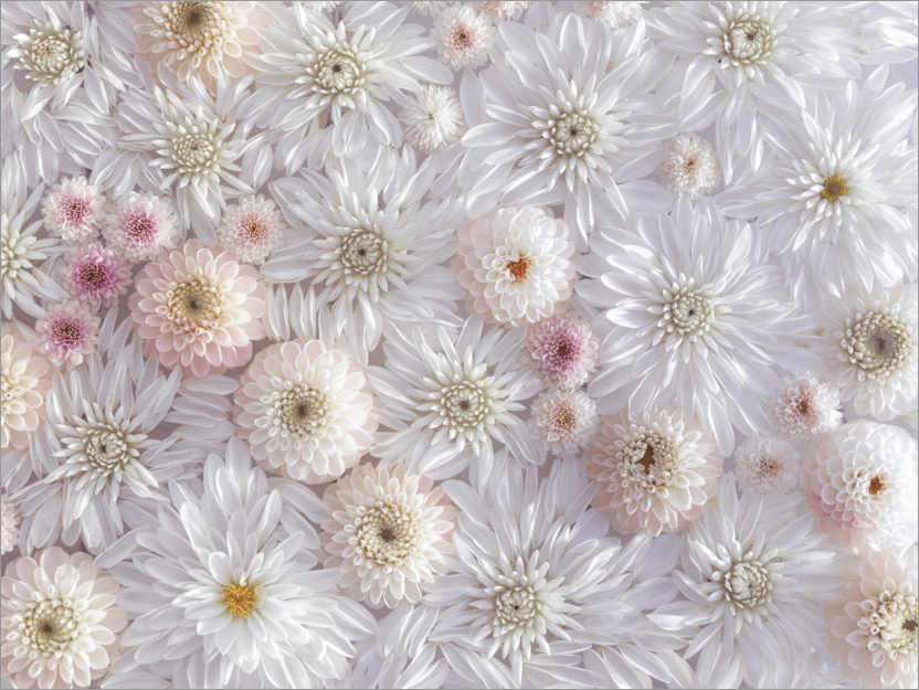 Póster Dahlias in a sea of flowers