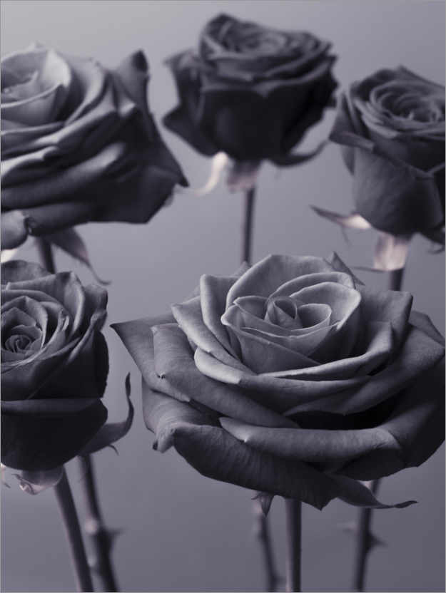 Poster Modern roses