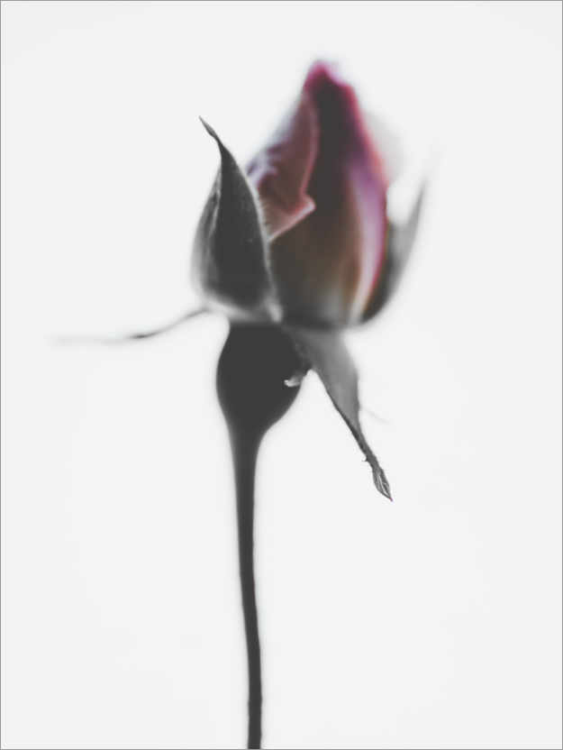 Poster Elegant rose