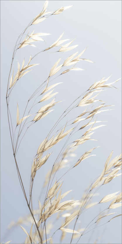 Póster Panicle oat II