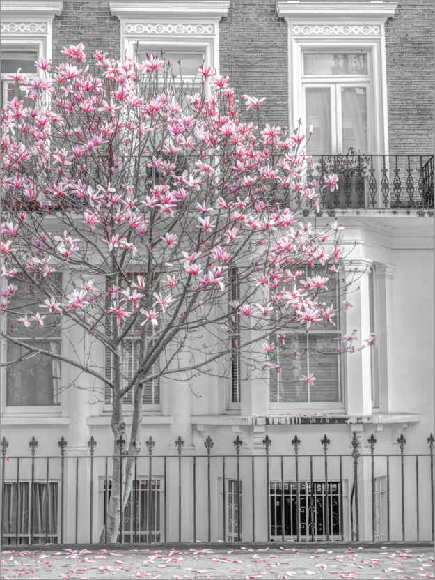 Póster Árbol de magnolia, Londres