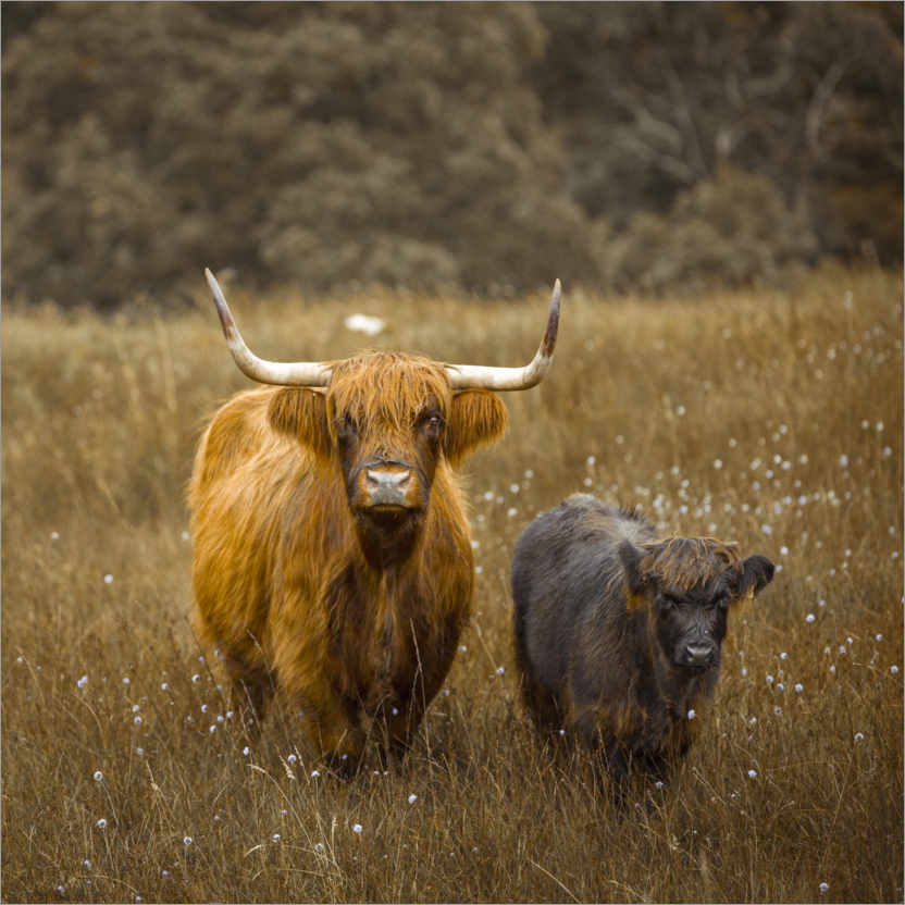Poster Highland cows