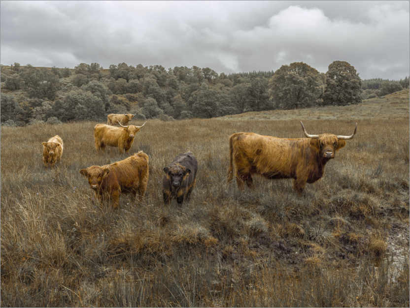 Póster Vacas de las tierras altas
