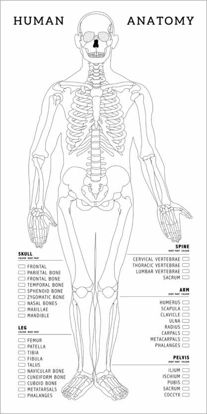 Plakat do kolorowania Anatomia człowieka (angielski)