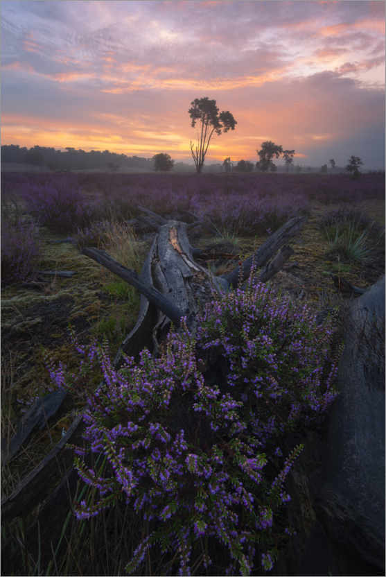Poster Sunrise on the Loonse en Drunense Duinen
