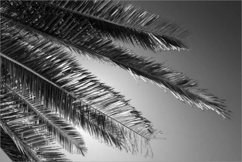 Poster Black California - Palm