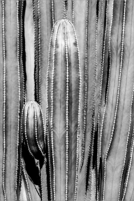 Poster Black Arizona - Cactus Close Up