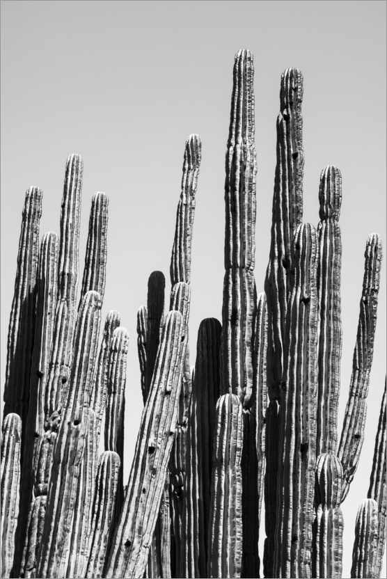 Poster Black Arizona - Cactus Family