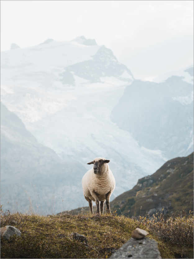 Poster Schaf in den Schweizer Alpen