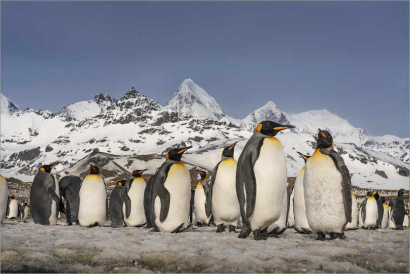 Poster Mountain and King Penguin Colony