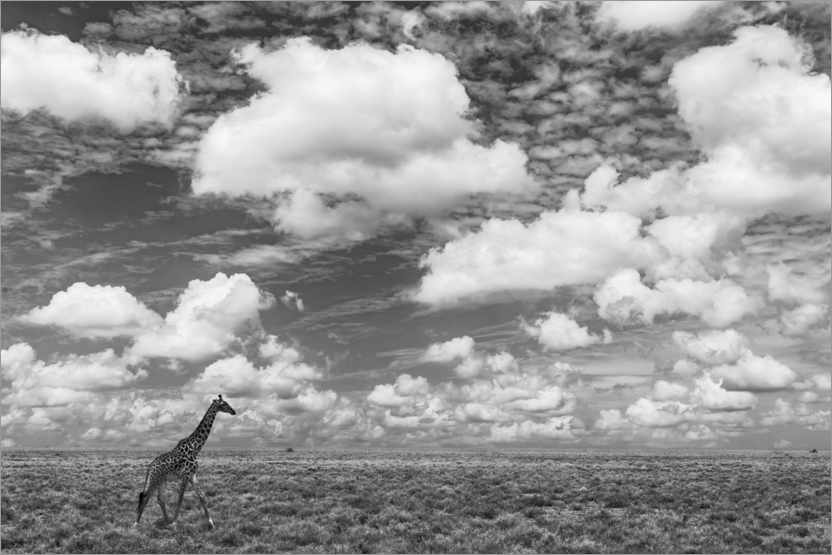 Poster Masai giraffe on open plains