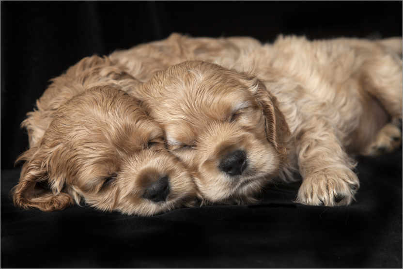 Poster Cocker Spaniel puppies