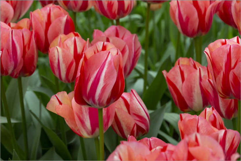 Poster Pink tulips