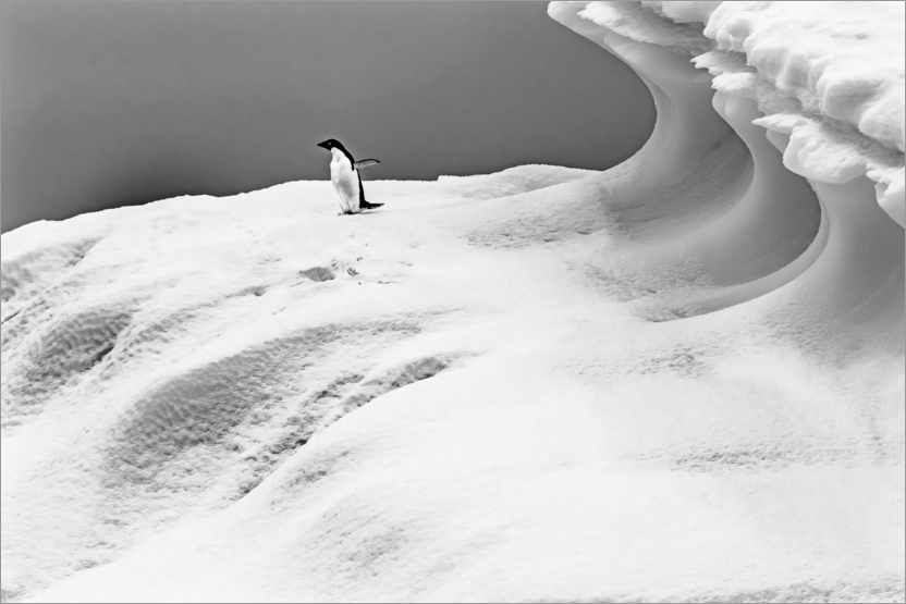 Poster Adelie-Pinguin auf einem Eisberg