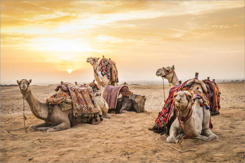 Poster Egyptian camels