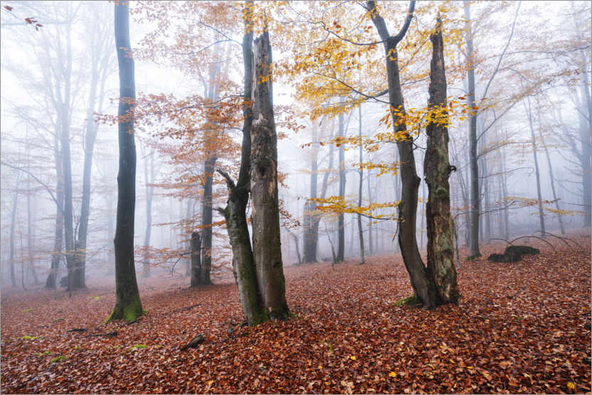 Poster Trees with autumn colors in the fog