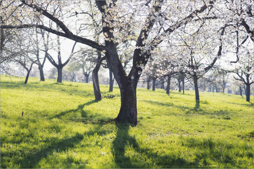 Poster Blühender Kirschbaum im Frühling