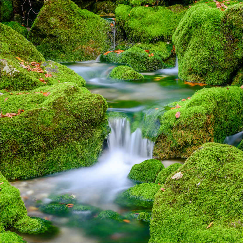 Poster In the green streambed