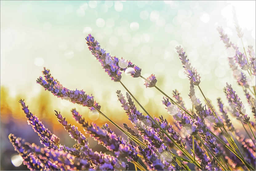 Poster Funkelnder Lavendel
