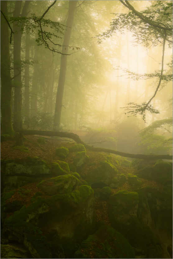 Poster Licht und Nebel in der Teufelschlucht in der Eifel