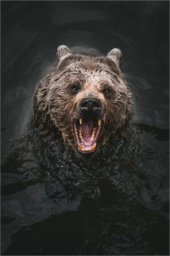 Poster Bär im Wasser
