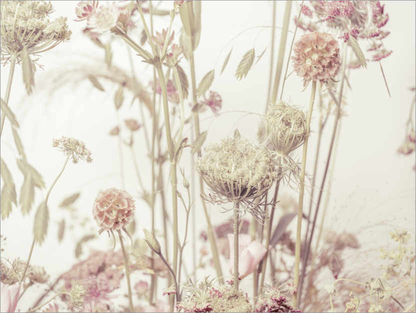 Poster My beautiful meadow flowers
